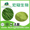 organic wheatgrass powder/wheatgrass juice powder